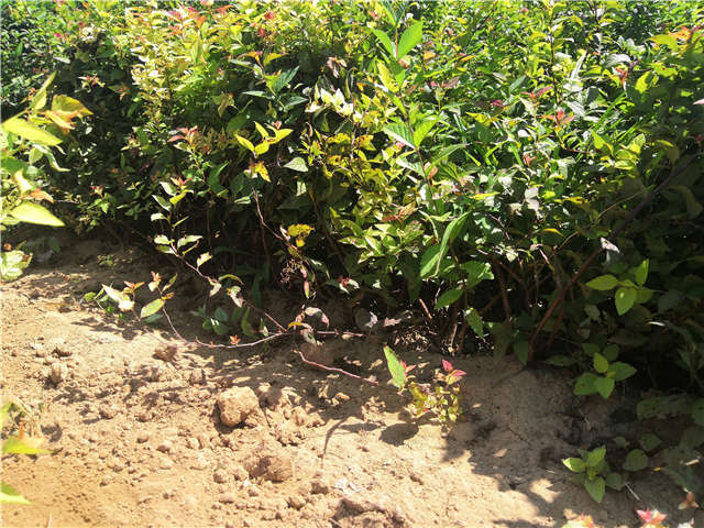 沭陽(yáng)長(zhǎng)景園林繡線菊種植基地實(shí)拍圖片