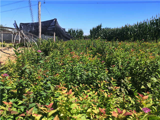 沭陽(yáng)長(zhǎng)景園林繡線菊種植基地實(shí)拍圖片