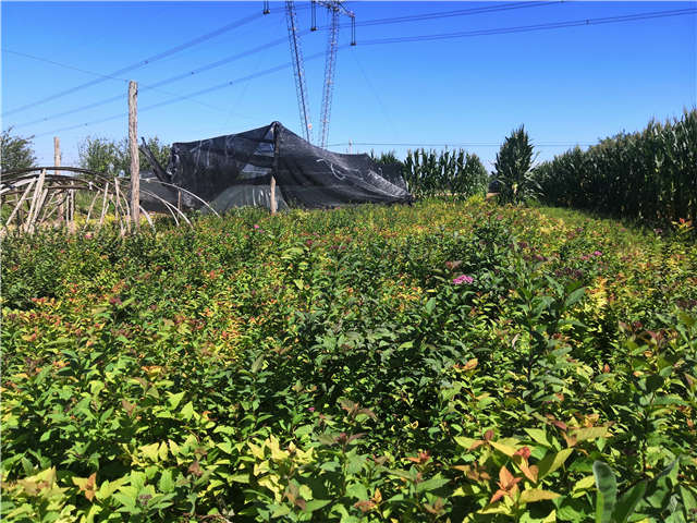 沭陽(yáng)長(zhǎng)景園林繡線菊種植基地實(shí)拍圖片