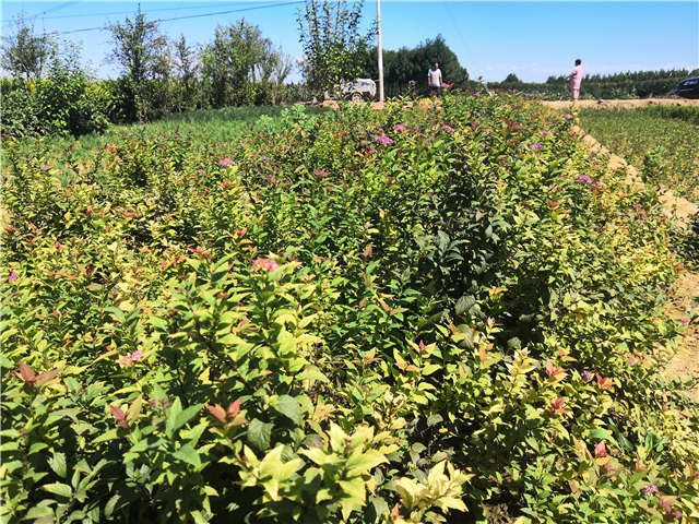 沭陽(yáng)長(zhǎng)景園林繡線菊種植基地實(shí)拍圖片