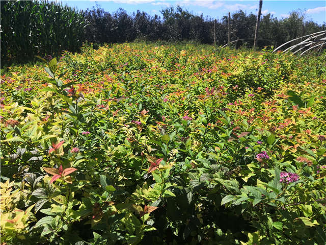 沭陽(yáng)長(zhǎng)景園林繡線菊種植基地實(shí)拍圖片