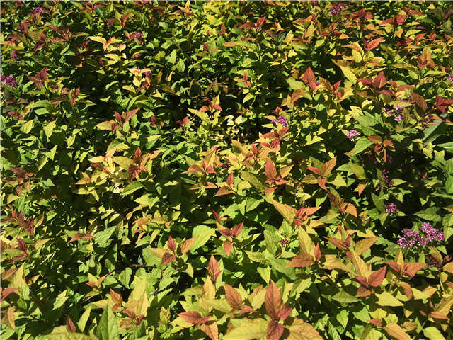 沭陽(yáng)長(zhǎng)景園林繡線菊種植基地實(shí)拍圖片