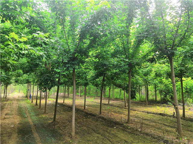 沭陽(yáng)長(zhǎng)景園林金葉復(fù)葉槭種植基地實(shí)拍圖片