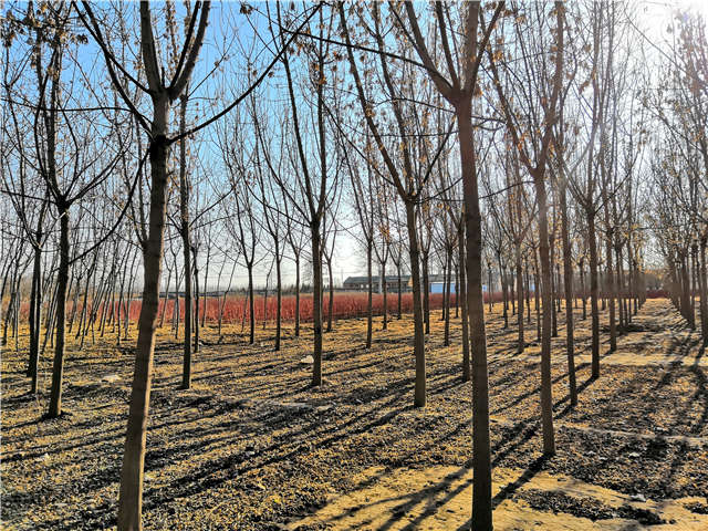 沭陽(yáng)長(zhǎng)景園林金葉復(fù)葉槭種植基地實(shí)拍圖片