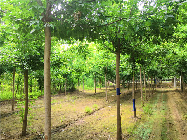 沭陽(yáng)長(zhǎng)景園林金葉復(fù)葉槭種植基地實(shí)拍圖片