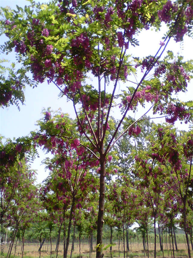 沭陽長景園林紅花刺槐種植基地實拍圖片