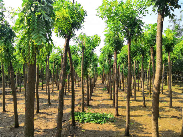 沭陽長景園林紅花刺槐種植基地實拍圖片