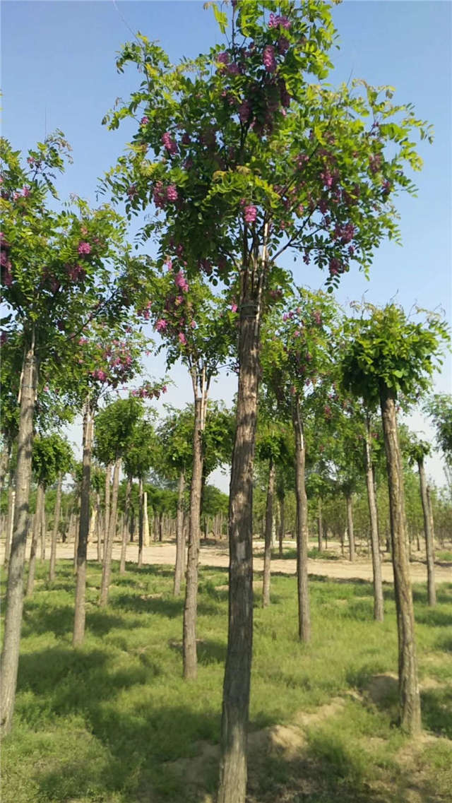 沭陽長景園林紅花刺槐種植基地實拍圖片