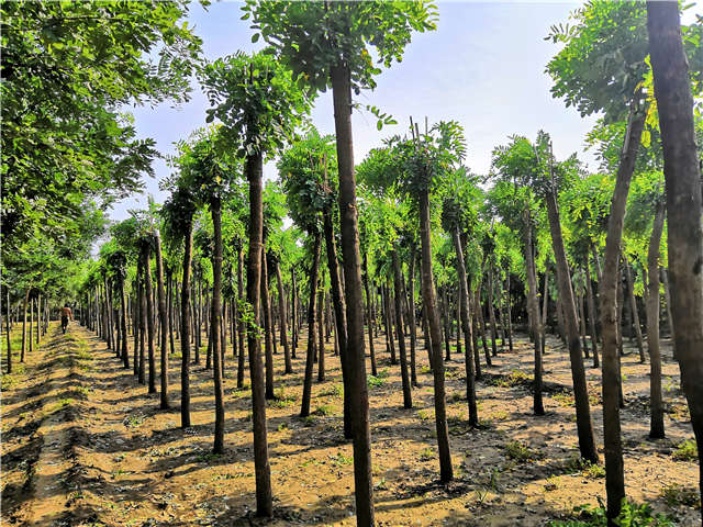 沭陽長景園林紅花刺槐種植基地實拍圖片