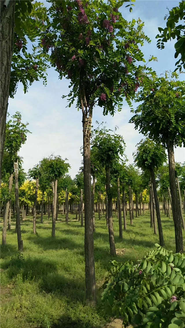 沭陽長景園林紅花刺槐種植基地實拍圖片