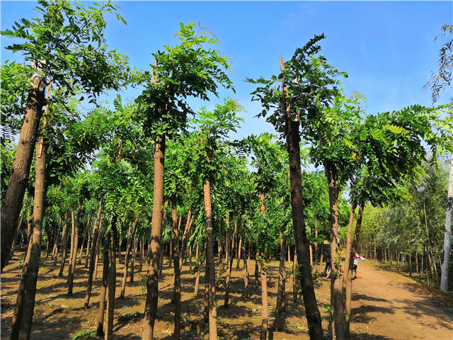 沭陽長景園林紅花刺槐種植基地實拍圖片