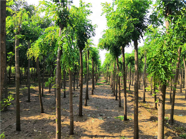 沭陽長景園林紅花刺槐種植基地實拍圖片