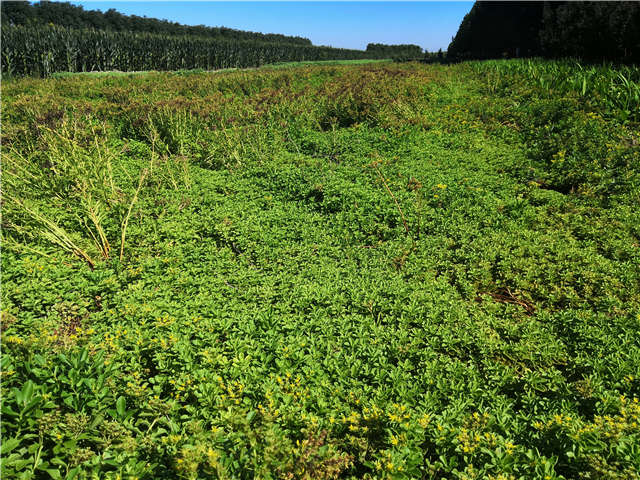 沭陽(yáng)長(zhǎng)景園林德國(guó)景天種植基地實(shí)拍圖片