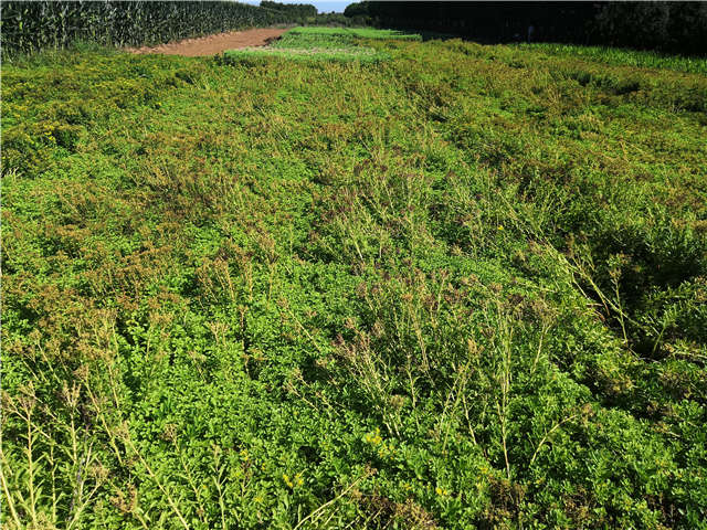 沭陽(yáng)長(zhǎng)景園林德國(guó)景天種植基地實(shí)拍圖片