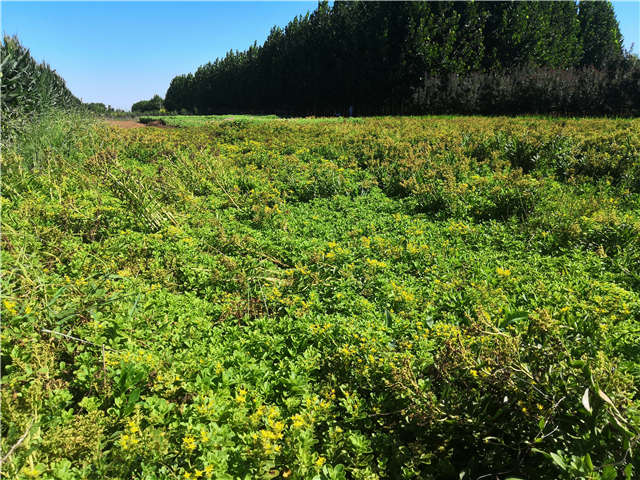 沭陽(yáng)長(zhǎng)景園林德國(guó)景天種植基地實(shí)拍圖片