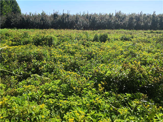 沭陽(yáng)長(zhǎng)景園林德國(guó)景天種植基地實(shí)拍圖片