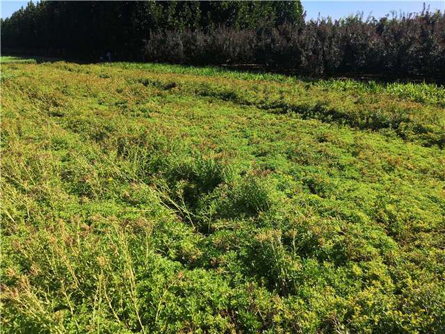 沭陽(yáng)長(zhǎng)景園林德國(guó)景天種植基地實(shí)拍圖片