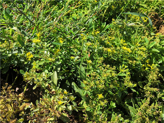 沭陽(yáng)長(zhǎng)景園林德國(guó)景天種植基地實(shí)拍圖片