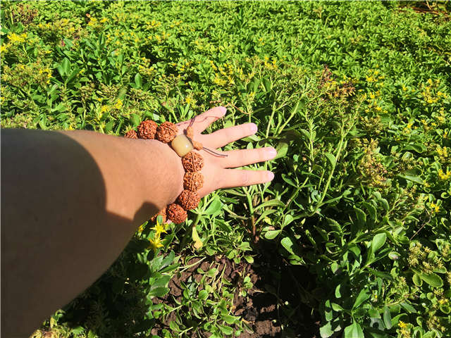 沭陽(yáng)長(zhǎng)景園林德國(guó)景天種植基地實(shí)拍圖片