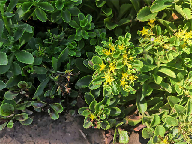 沭陽(yáng)長(zhǎng)景園林德國(guó)景天種植基地實(shí)拍圖片