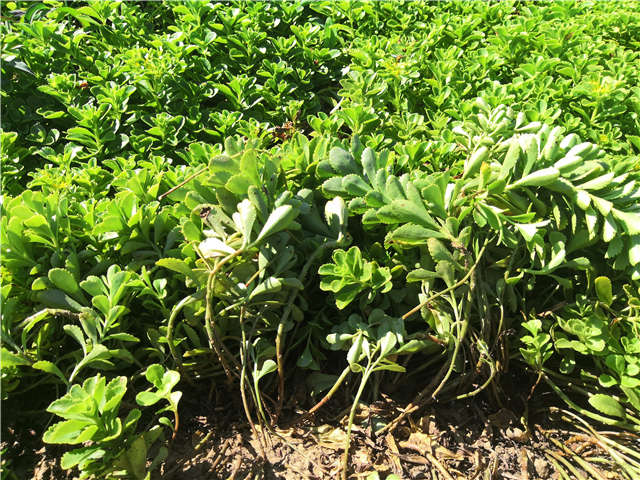 沭陽(yáng)長(zhǎng)景園林德國(guó)景天種植基地實(shí)拍圖片