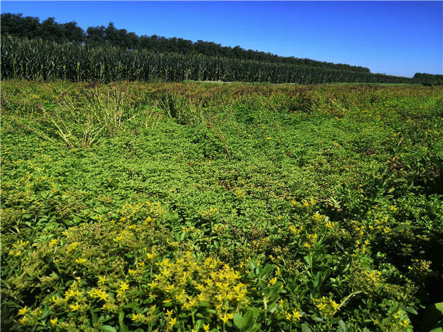 沭陽(yáng)長(zhǎng)景園林德國(guó)景天種植基地實(shí)拍圖片