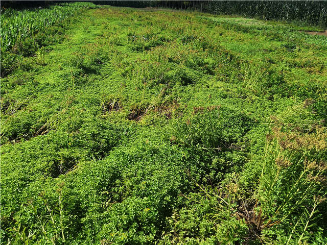 沭陽(yáng)長(zhǎng)景園林德國(guó)景天種植基地實(shí)拍圖片