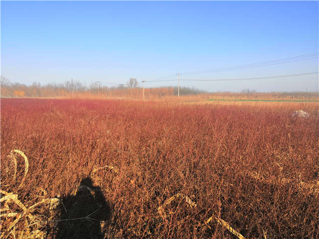 黃刺玫種植基地實(shí)拍