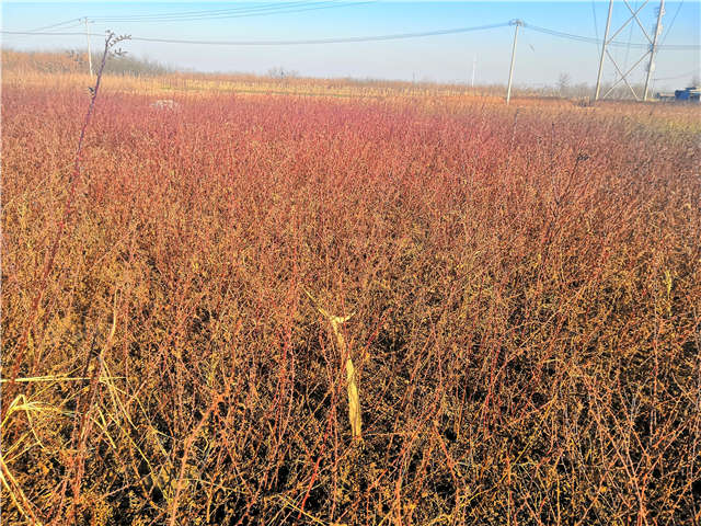 黃刺玫種植基地實(shí)拍