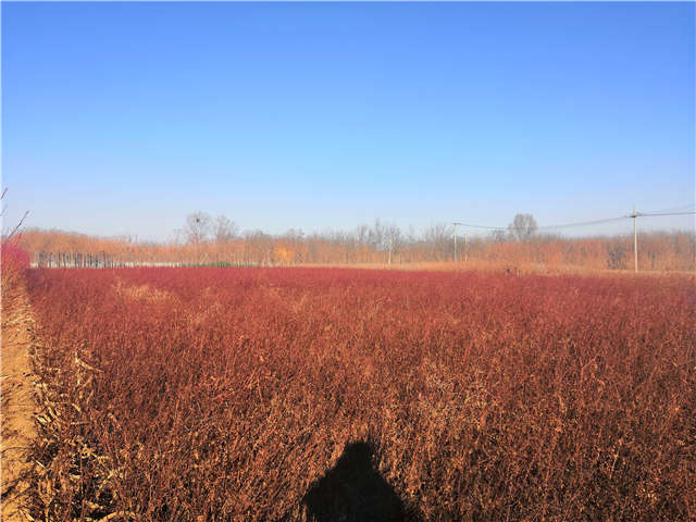 黃刺玫種植基地實(shí)拍