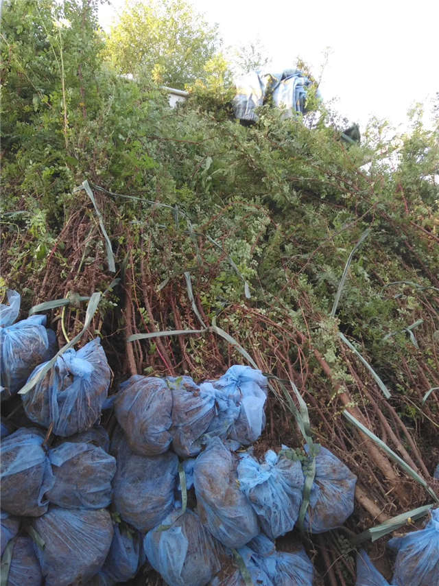 黃刺玫裝車(chē)現(xiàn)場(chǎng)實(shí)拍