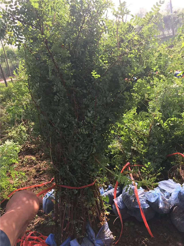 黃刺玫裝車(chē)現(xiàn)場(chǎng)實(shí)拍