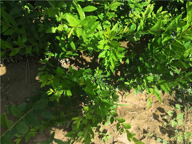 沭陽長景園林水蠟種植基地實拍圖片