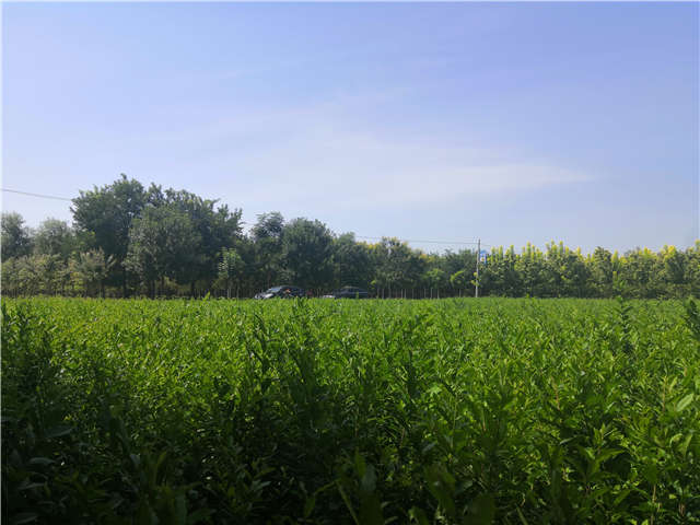 沭陽長景園林水蠟種植基地實拍圖片