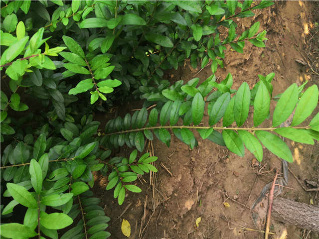 沭陽長景園林水蠟種植基地實拍圖片