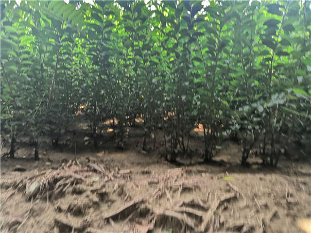 沭陽長景園林水蠟種植基地實拍圖片