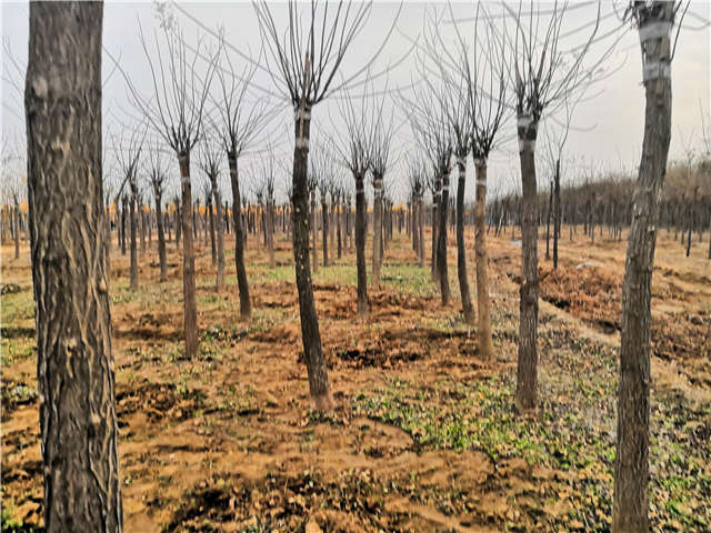 沭陽(yáng)長(zhǎng)景園林高接金葉槐種植基地實(shí)拍圖片