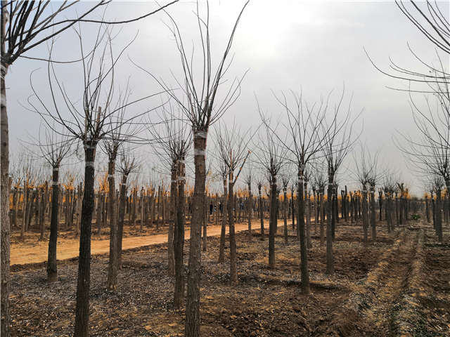 沭陽(yáng)長(zhǎng)景園林高接金葉槐種植基地實(shí)拍圖片
