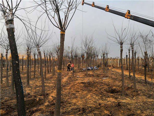 沭陽(yáng)長(zhǎng)景園林高接金葉槐種植基地實(shí)拍圖片