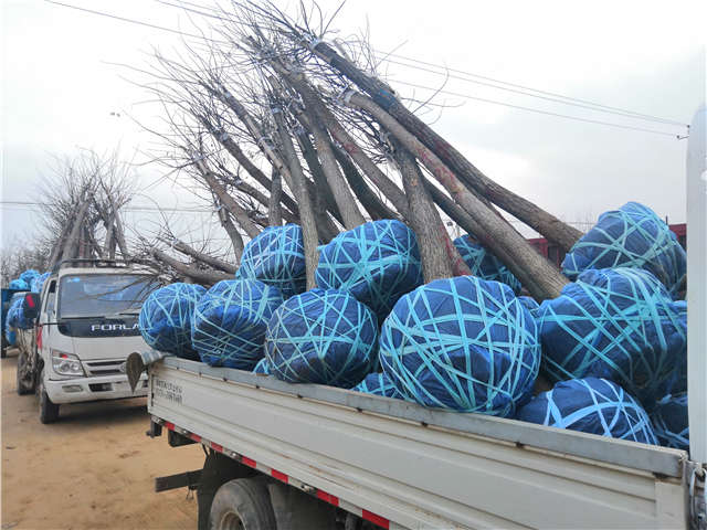 沭陽(yáng)長(zhǎng)景園林高接金葉槐種植基地實(shí)拍圖片