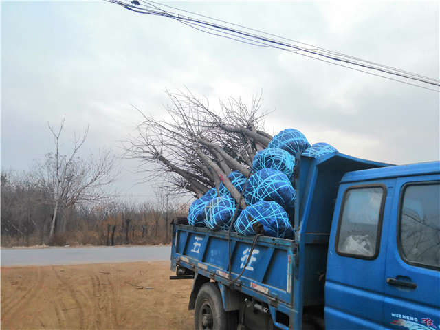沭陽(yáng)長(zhǎng)景園林高接金葉槐種植基地實(shí)拍圖片