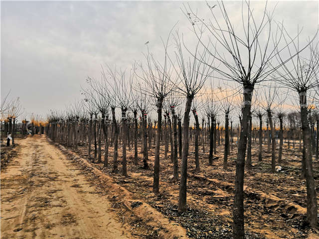沭陽(yáng)長(zhǎng)景園林高接金葉槐種植基地實(shí)拍圖片