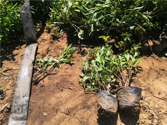 沭陽長景園林三七景天種植基地實拍圖片