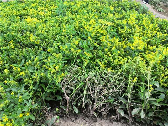 沭陽長景園林三七景天種植基地實拍圖片