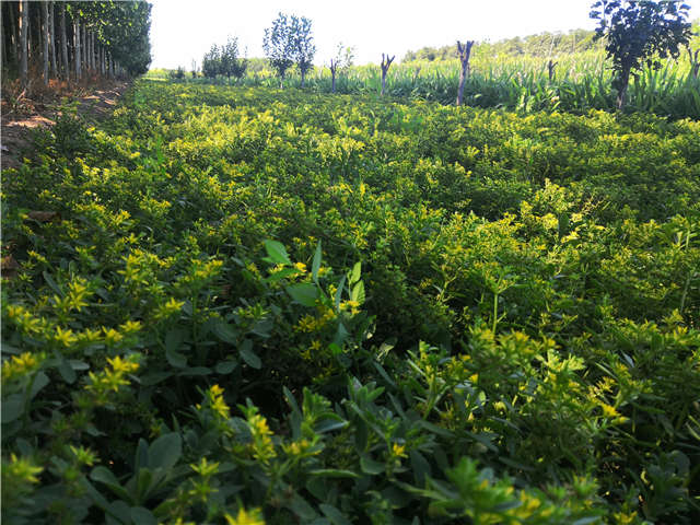 沭陽長景園林三七景天種植基地實拍圖片