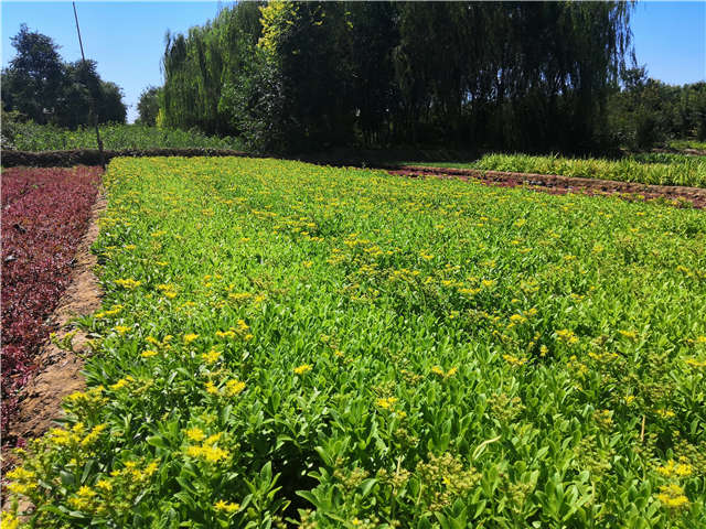 沭陽長景園林三七景天種植基地實拍圖片