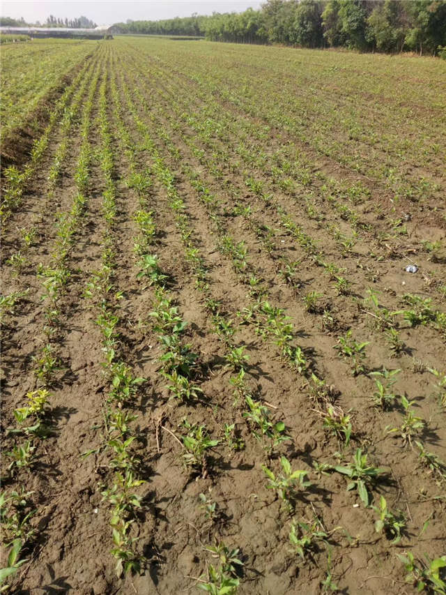 紅瑞木種植基地實拍