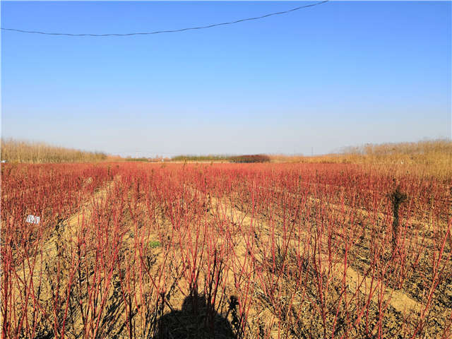 紅瑞木種植基地實拍