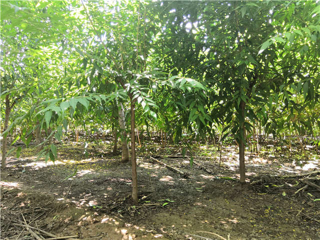 沭陽長景園林山桃種植基地實(shí)拍圖片