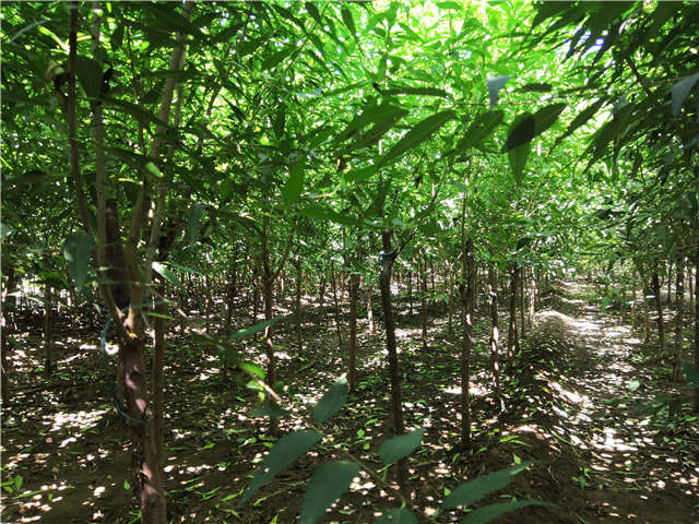 沭陽長景園林山桃種植基地實(shí)拍圖片